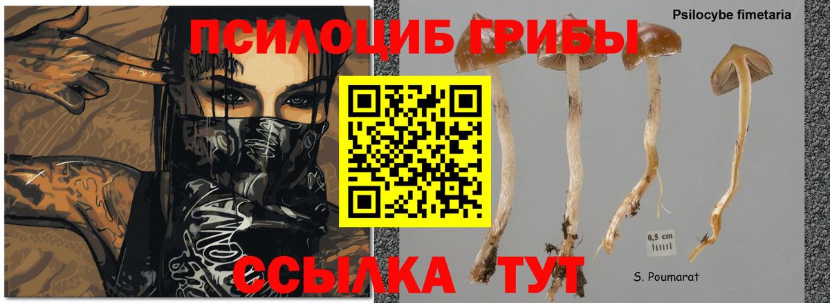 Скопин  Псилоцибиновые грибы Cubensis  Вход с VPN 